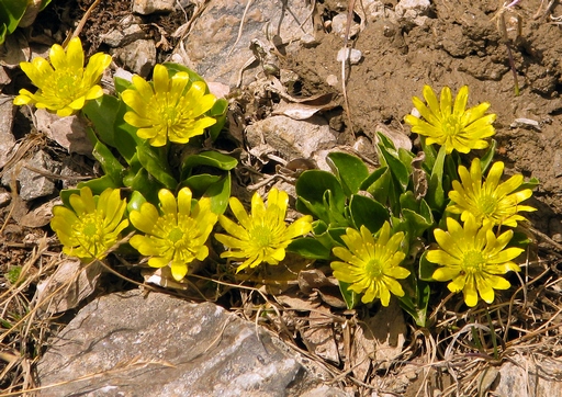 Oxygraphis glacialis